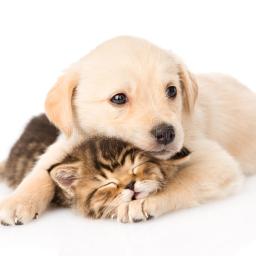 I Can’t Think of A Catchy Title But Here’s A Cute Picture