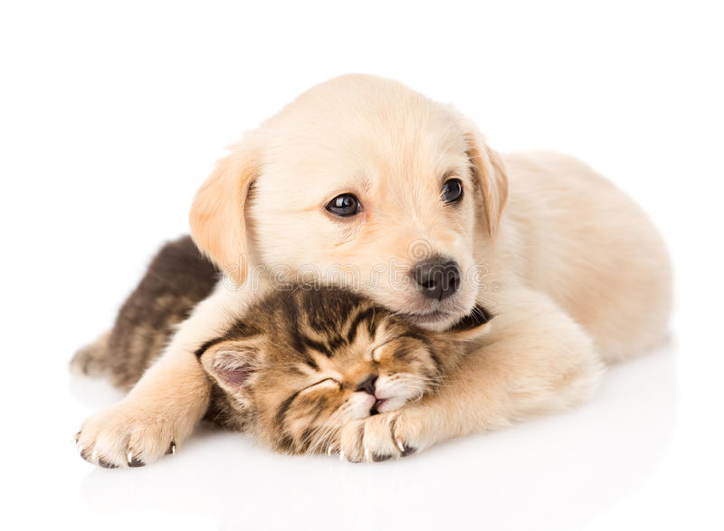 golden-retriever-puppy-dog-hugging-sleeping-british-cat-isolated-white-55669906